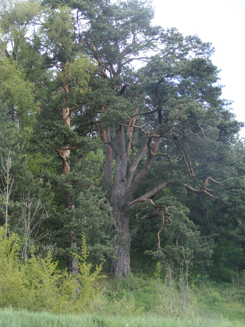 Pine forest tree of the year 2004