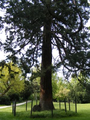Chránený strom Sekvojovec mamutí