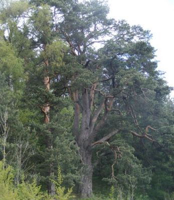 Borovica lesná strom roku 2004