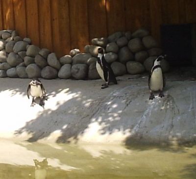 Košická Zoo
