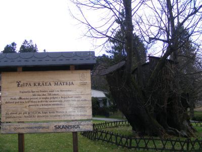 Lipa kráľa Mateja